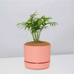 Pot + Plant Gift Box Parlor Palm + Pot + Plant + Soil Full Sun