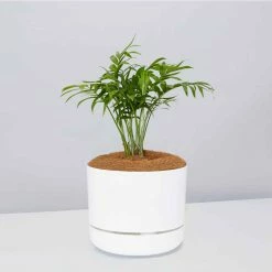 Pot + Plant Gift Box Parlor Palm + Pot + Plant + Soil Full Sun