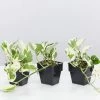 Indoor Garden Epipremnum Aureum - Pothos Snow Queen 85mm