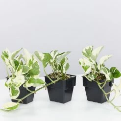 Indoor Garden Epipremnum Aureum - Pothos Snow Queen 85mm
