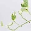 Indoor Garden Epipremnum Aureum Pothos Snow Queen