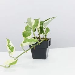 Indoor Garden Epipremnum Aureum - Pothos Snow Queen 85mm