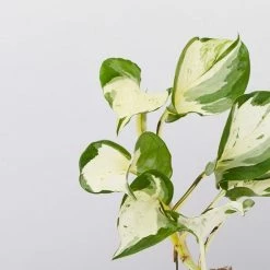 Indoor Garden Pothos 'Devils Ivy' Manjula Pothos (Epipremnum ‘Manjula’) - Pot + Plant + Soil