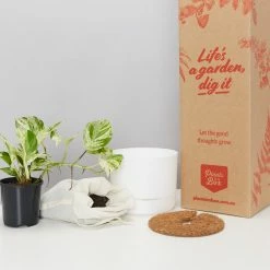 Pot + Plant Gift Box Pothos Marble Queen - Pot + Plant + Soil Pothos 'Devils Ivy'