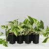 Indoor Garden Epipremnum Aureum Marble Queen Pothos 'Devils Ivy'