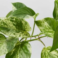 Indoor Garden Epipremnum Aureum Marble Queen Pothos 'Devils Ivy'