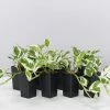 Indoor Garden Pothos 'Devils Ivy' Epipremnum Aureum Pothos Pearls And Jade