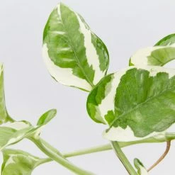 Indoor Garden Pothos 'Devils Ivy' Epipremnum Aureum 'Pothos Pearls & Jade' Houseplant Pack 85mm