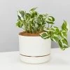 Pot + Plant Gift Box Pothos Snow Queen - Pot + Plant + Soil Easy Care Plants