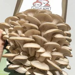 Little Acre Gourmet Mushrooms Gift Kits Pearl Oyster Mushroom Grow Kit