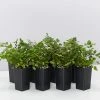 Indoor Garden Pellaea Rotundifolia Button Fern Easy Care Plants