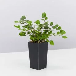 Indoor Garden Pellaea Rotundifolia Button Fern Easy Care Plants