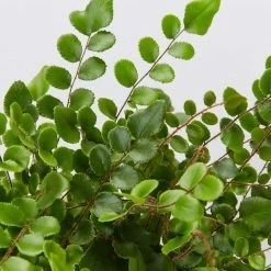 Indoor Garden Fern Mixed Pack 85mm