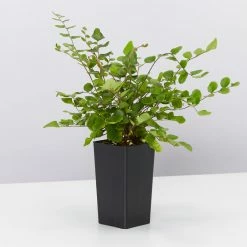 Indoor Garden Cat-Friendly Indoor Plant Pack - 85mm