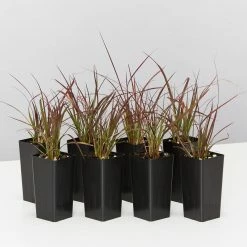 Shrubs Border Plants Pennisetum Advena Rubrum Dwarf