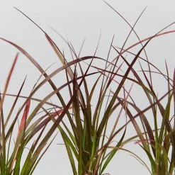 Shrubs Border Plants Pennisetum Advena Rubrum Dwarf