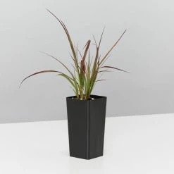 Shrubs Border Plants Pennisetum Advena Rubrum Dwarf