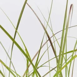 Shrubs Border Plants Pennisetum Advena Rubrum Dwarf