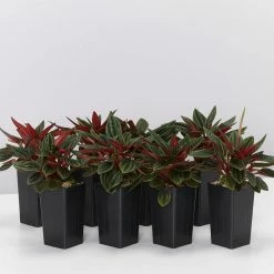 Indoor Garden Full Sun Peperomia Caperata Rosso