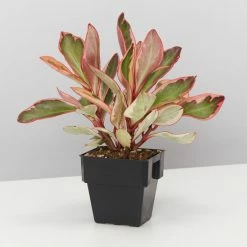 Indoor Garden All About Peperomia Pack - Larger Plants Pet-friendly Indoor Plants 11 Indoor Garden All About Peperomia Pack - Larger Plants Pet-friendly Indoor Plants
