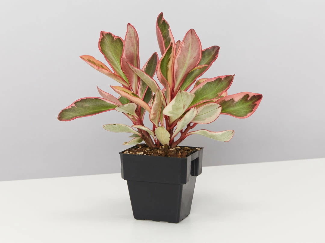 Indoor Garden All About Peperomia Pack - Larger Plants Pet-friendly Indoor Plants 5 Indoor Garden All About Peperomia Pack - Larger Plants Pet-friendly Indoor Plants