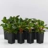 Indoor Garden Pet-friendly Indoor Plants Peperomia Clusiifolia Emerald
