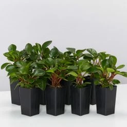 Indoor Garden Pet-friendly Indoor Plants Peperomia Clusiifolia Emerald