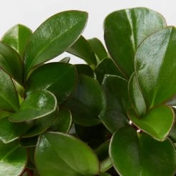 Indoor Garden Pet-friendly Indoor Plants Peperomia Clusiifolia Emerald
