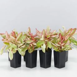 Indoor Garden Peperomia Clusiifolia Jelly Pet-friendly Indoor Plants