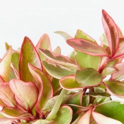 Indoor Garden Pet-friendly Indoor Plants All About Peperomia Pack 16 Indoor Garden Pet-friendly Indoor Plants All About Peperomia Pack