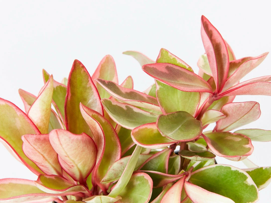 Indoor Garden Pet-friendly Indoor Plants All About Peperomia Pack 6 Indoor Garden Pet-friendly Indoor Plants All About Peperomia Pack