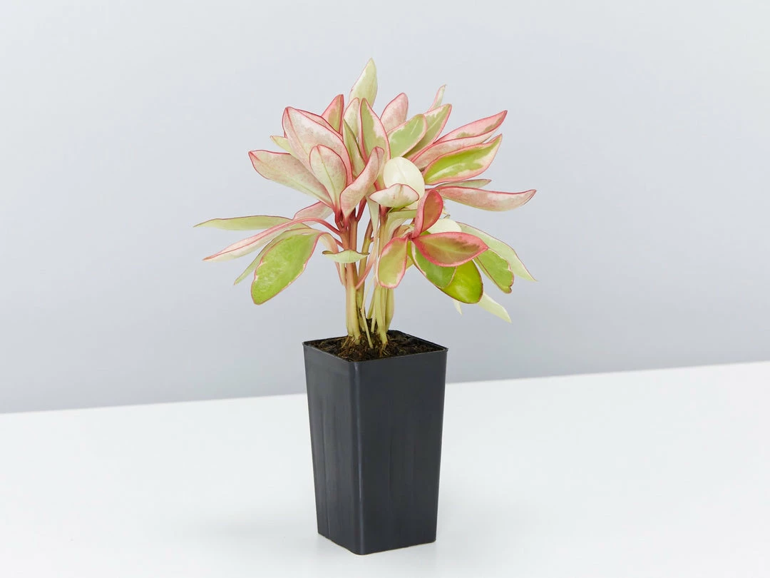 Indoor Garden Pet-friendly Indoor Plants All About Peperomia Pack 5 Indoor Garden Pet-friendly Indoor Plants All About Peperomia Pack