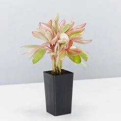 Indoor Garden Peperomia Clusiifolia Jelly Pet-friendly Indoor Plants