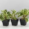 Indoor Garden Pet-friendly Indoor Plants Peperomia Obtusifolia Albo-marginata - 85mm 2 Indoor Garden Pet-friendly Indoor Plants Peperomia Obtusifolia Albo-marginata - 85mm
