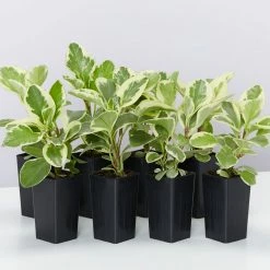 Indoor Garden Peperomia Obtusifolia Albo-marginata