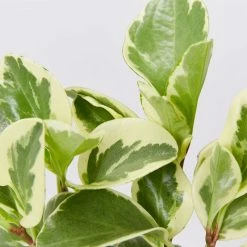 Indoor Garden Plant Packs Mr Kitly 3 Plants & 3 Pots - 250mm