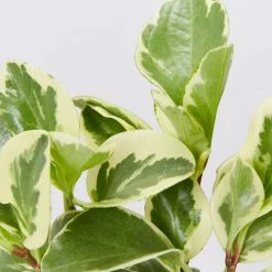 Indoor Garden Pet-friendly Indoor Plants Peperomia Obtusifolia Albo-marginata - 85mm