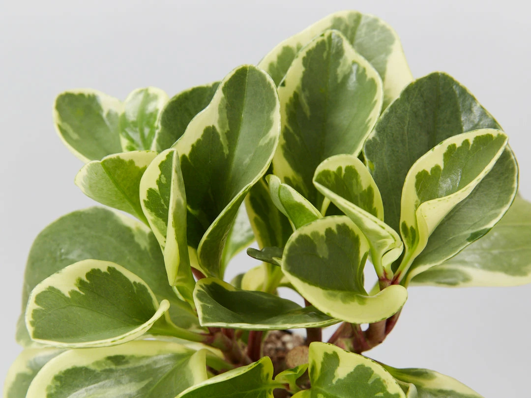 Indoor Garden Pet-friendly Indoor Plants All About Peperomia Pack 10 Indoor Garden Pet-friendly Indoor Plants All About Peperomia Pack