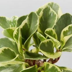 Indoor Garden All About Peperomia Pack - Larger Plants Pet-friendly Indoor Plants 14 Indoor Garden All About Peperomia Pack - Larger Plants Pet-friendly Indoor Plants