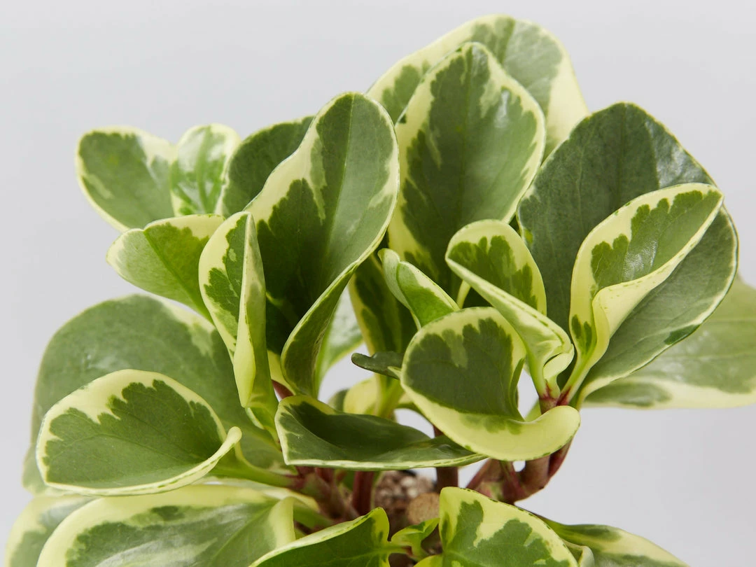 Indoor Garden All About Peperomia Pack - Larger Plants Pet-friendly Indoor Plants 8 Indoor Garden All About Peperomia Pack - Larger Plants Pet-friendly Indoor Plants