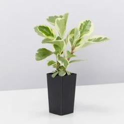 Indoor Garden Child Friendly Indoor Plants Pack Easy Care Plants