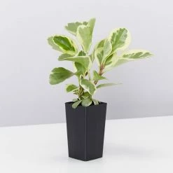 Indoor Garden Pet-Friendly Indoor Plant Pack 🐶