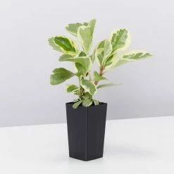 Indoor Garden Pet-friendly Indoor Plants All About Peperomia Pack 19 Indoor Garden Pet-friendly Indoor Plants All About Peperomia Pack