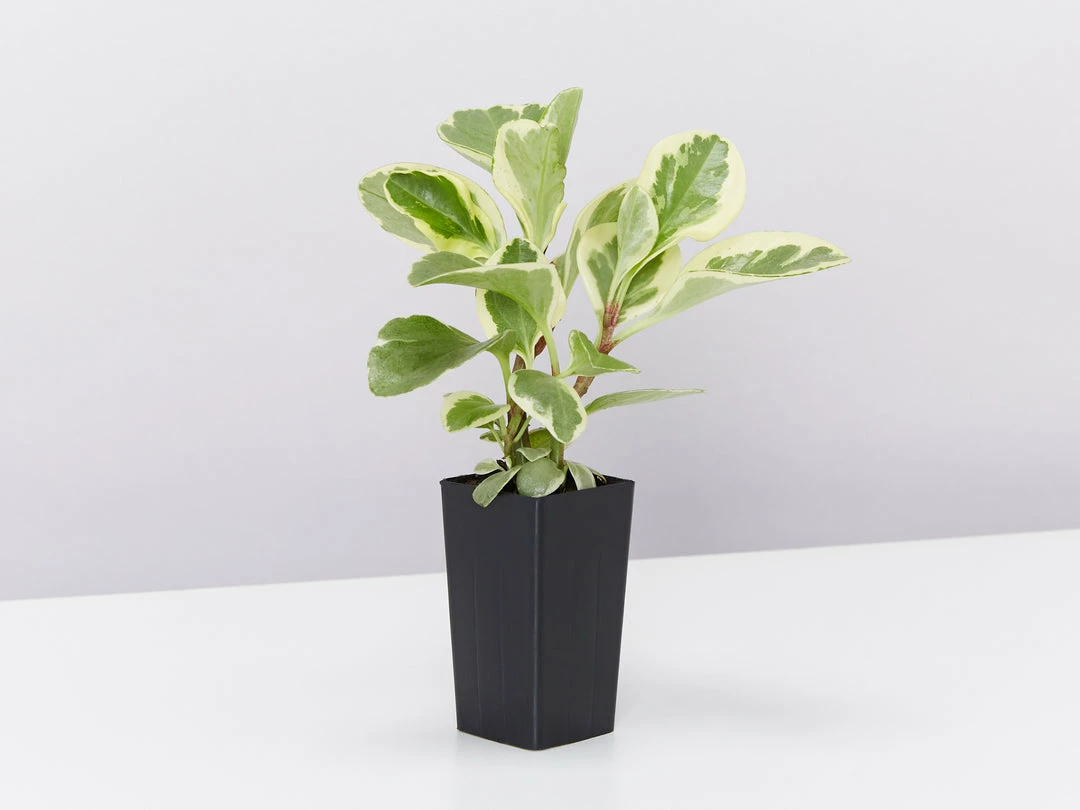 Indoor Garden Pet-friendly Indoor Plants All About Peperomia Pack 9 Indoor Garden Pet-friendly Indoor Plants All About Peperomia Pack
