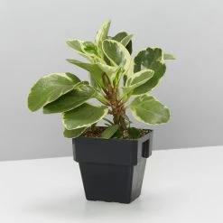 Indoor Garden Mr Kitly 3 Plants & 3 Pots - 215mm
