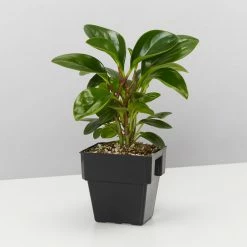 Indoor Garden All About Peperomia Pack - Larger Plants Pet-friendly Indoor Plants 13 Indoor Garden All About Peperomia Pack - Larger Plants Pet-friendly Indoor Plants
