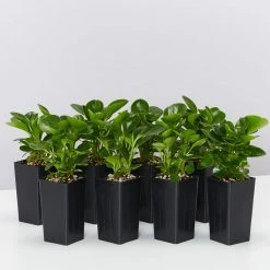 Indoor Garden Peperomia Obtusifolia Jade