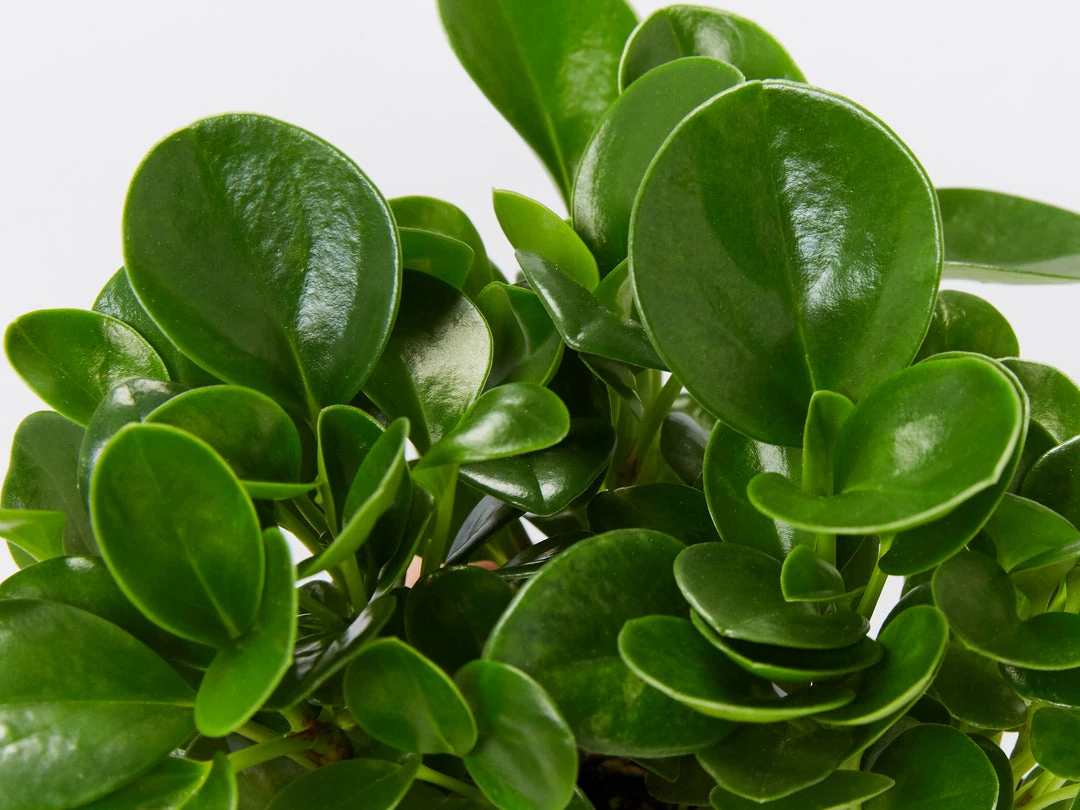 Indoor Garden Pet-friendly Indoor Plants All About Peperomia Pack 8 Indoor Garden Pet-friendly Indoor Plants All About Peperomia Pack