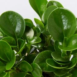 Indoor Garden Peperomia Obtusifolia Jade