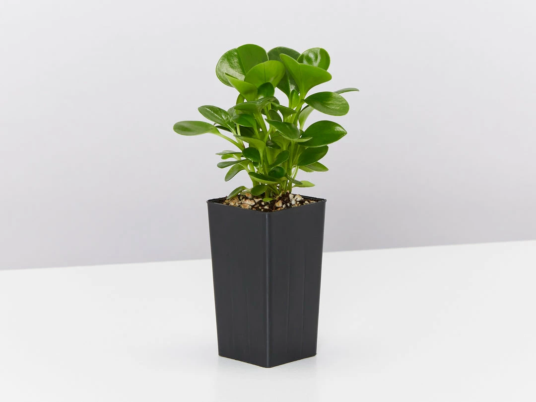 Indoor Garden Pet-friendly Indoor Plants All About Peperomia Pack 7 Indoor Garden Pet-friendly Indoor Plants All About Peperomia Pack